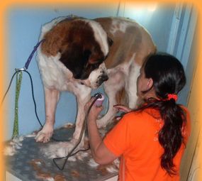 Animal Store Pet da Tia Rose photo 1