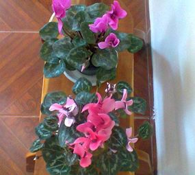 AB Jardinagem photo 7