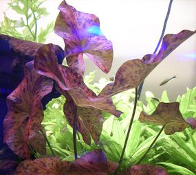 Aquarium Flora & Fauna photo 6