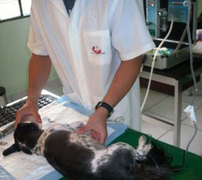 A Terra dos Bichos Clínica Veterinária photo 6