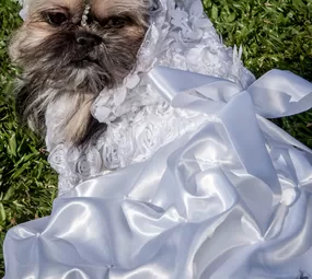 Patas e Brilhos Fantasias Pet Photo 1
