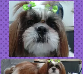 Estilo Animal Pet Shop photo 5