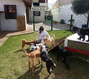 Dog Fun Espaço Canino photo 7