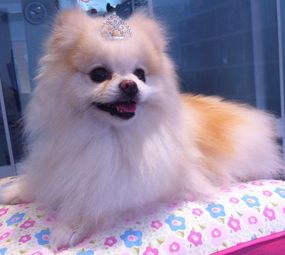 Toca Pet Shop photo 8
