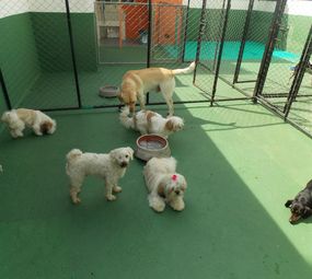 Pet's Place photo 5