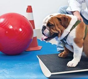Noah Pet Spa photo 7