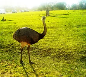 Pampas Safari Parque de Animais Selvagens photo 2
