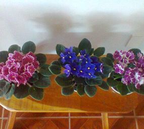 AB Jardinagem photo 6