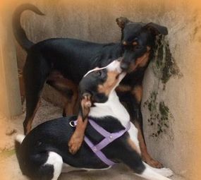 Animal Store Pet da Tia Rose photo 8