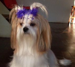 Animal Store Pet da Tia Rose photo 2