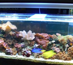 Aquarium Flora & Fauna photo 7