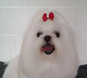 Noah Pet Spa photo 4