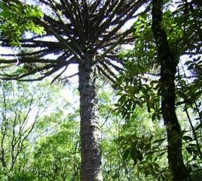 Jardim Botânico de Caxias do Sul photo 3