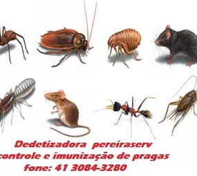  Pereiraserv photo 1
