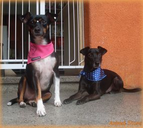 Animal Store Pet da Tia Rose photo 5