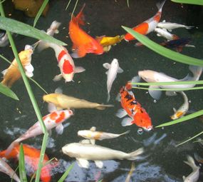 Aquarium Flora & Fauna photo 4