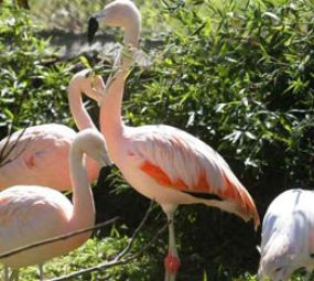 Gramadozoo photo 2