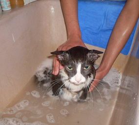 Animal Store Pet da Tia Rose photo 4