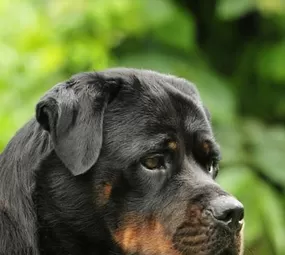 Canil Franz Rott photo 8