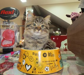 BIA TOMASONI PET STORE photo 7