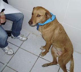 Xik Dog photo 8