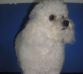 Pet's Place photo 10