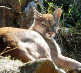 Gramadozoo photo 1