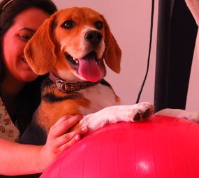 Noah Pet Spa photo 8