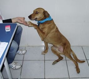 Xik Dog photo 9