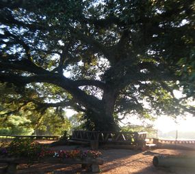 Quinta da Estância photo 9