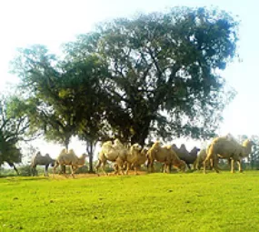 Pampas Safari Parque de Animais Selvagens photo 3