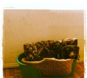 Animal Store Pet da Tia Rose photo 7