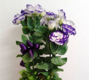 Rosa de Saron