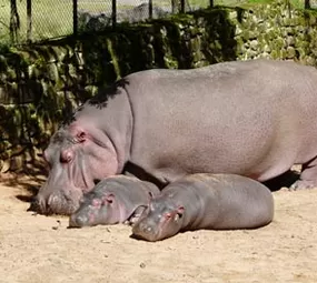 Parque Zoológico - Fundação Zoobotânica do RS photo 2