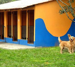 Canil Place Dog photo 5