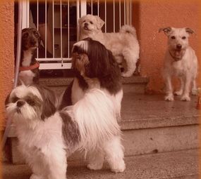 Animal Store Pet da Tia Rose photo 6