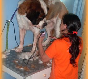Animal Store Pet da Tia Rose photo 1