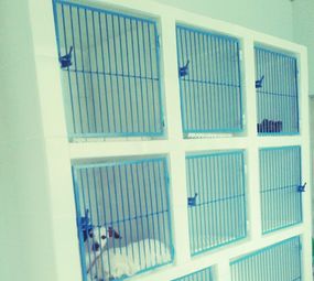Faro Fino Pelukeria - Pet Shop photo 7