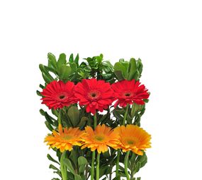 Floricultura Toque de Amor photo 8