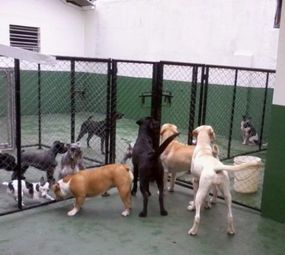 Pet's Place photo 6