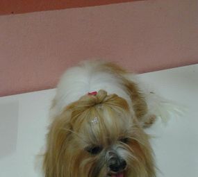 Quatro Patas Boutique photo 7