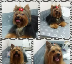 Estilo Animal Pet Shop photo 7