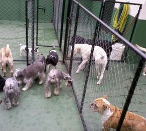 Pet's Place photo 3