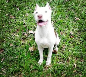 Smart Dog's Adestramento de Cães  photo 2