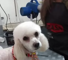 Estilo Animal Pet Shop photo 4