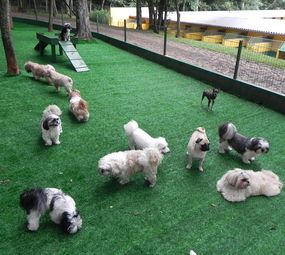 Dog Show Chapecó