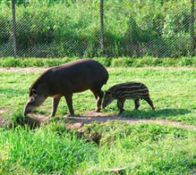 Parque Zoológico - Fundação Zoobotânica do RS photo 4