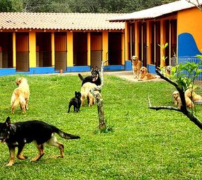 Canil Place Dog photo 4