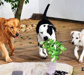 Dog Fun Espaço Canino photo 5
