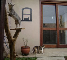 Refúgio Hotel para Cães e Gatos photo 5